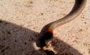 Snake!